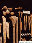L_V20d5058 A16.96 R827 lR ta view of long bones present.JPG L_V20d5058 A16.96 R827 lR ta view of long bones present